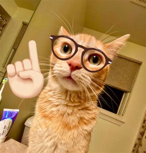 cat wearing glasses meme.